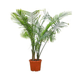 RAVENEA RIVULARIS H150-200CM رافينيا ريفولاريس