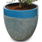 BOUGAINVILLEA ROMA IN ALTEROSA IRONSTONE AQUA BLUE CERAMIC POT - جهنمية روما في حوض ألتيروسا أيرونستون الازرق المميز