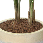 RAVENEA RIVULARIS IN CHALKY-WHITE CERAMIC POT - نبتة رافينيا في حوض التروسا ابيض