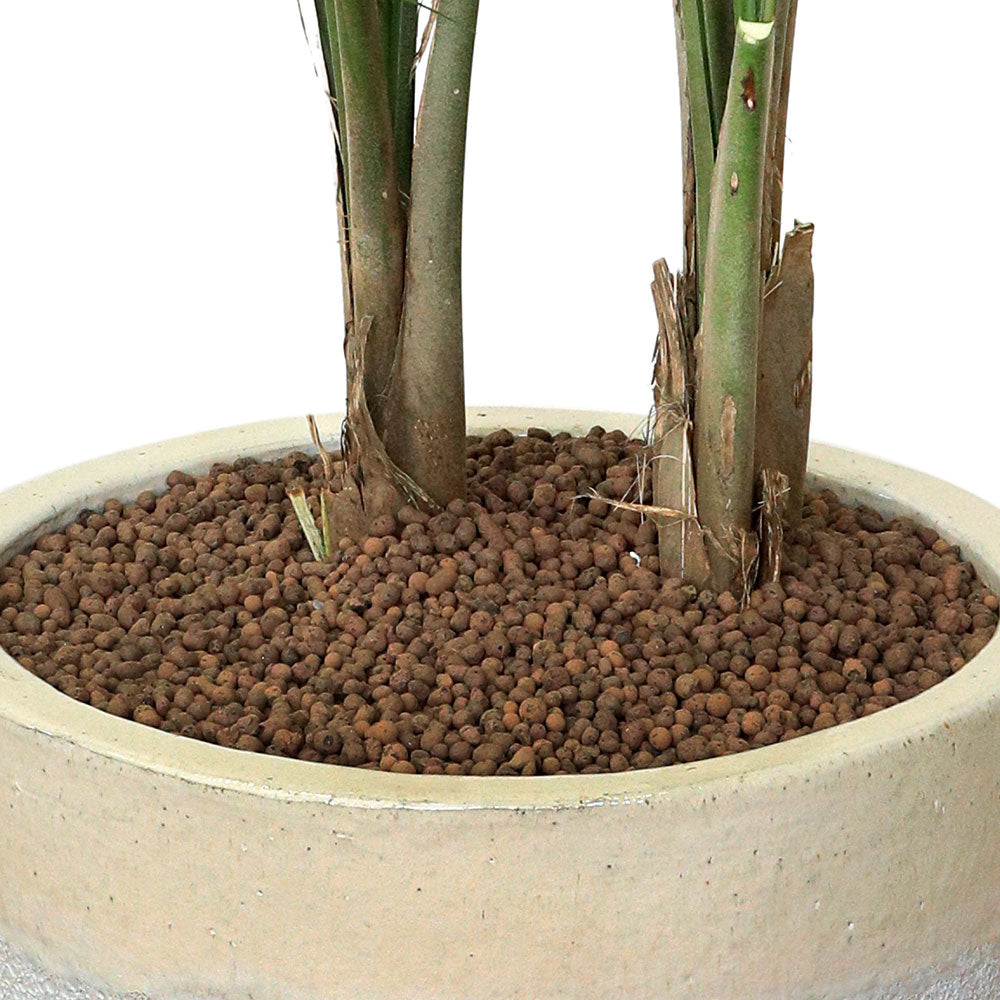 RAVENEA RIVULARIS IN CHALKY-WHITE CERAMIC POT - نبتة رافينيا في حوض التروسا ابيض