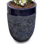 BOUGAINVILLEA MANAROLA IN PETROLINA BLUE CERAMIC POT - جهنمية مانارولا في حوض بترولينا الأزرق