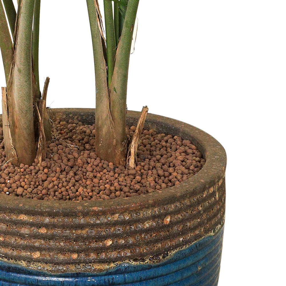 RAVENEA RIVULARIS IN BROWN-GREEN CERAMIC POT - جمال طبيعي يتجلى في تصميم حوض فرانكا الساحر