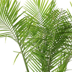 RAVENEA RIVULARIS IN BROWN-GREEN CERAMIC POT - جمال طبيعي يتجلى في تصميم حوض فرانكا الساحر