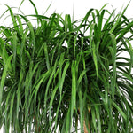DRACAENA DRACO BRANCHED IN BROWN-GREEN POT -تناغم مثالي بين جمال دراسينا دراكو المتفرعة وأناقة حوض فرانكا بني-أخضر