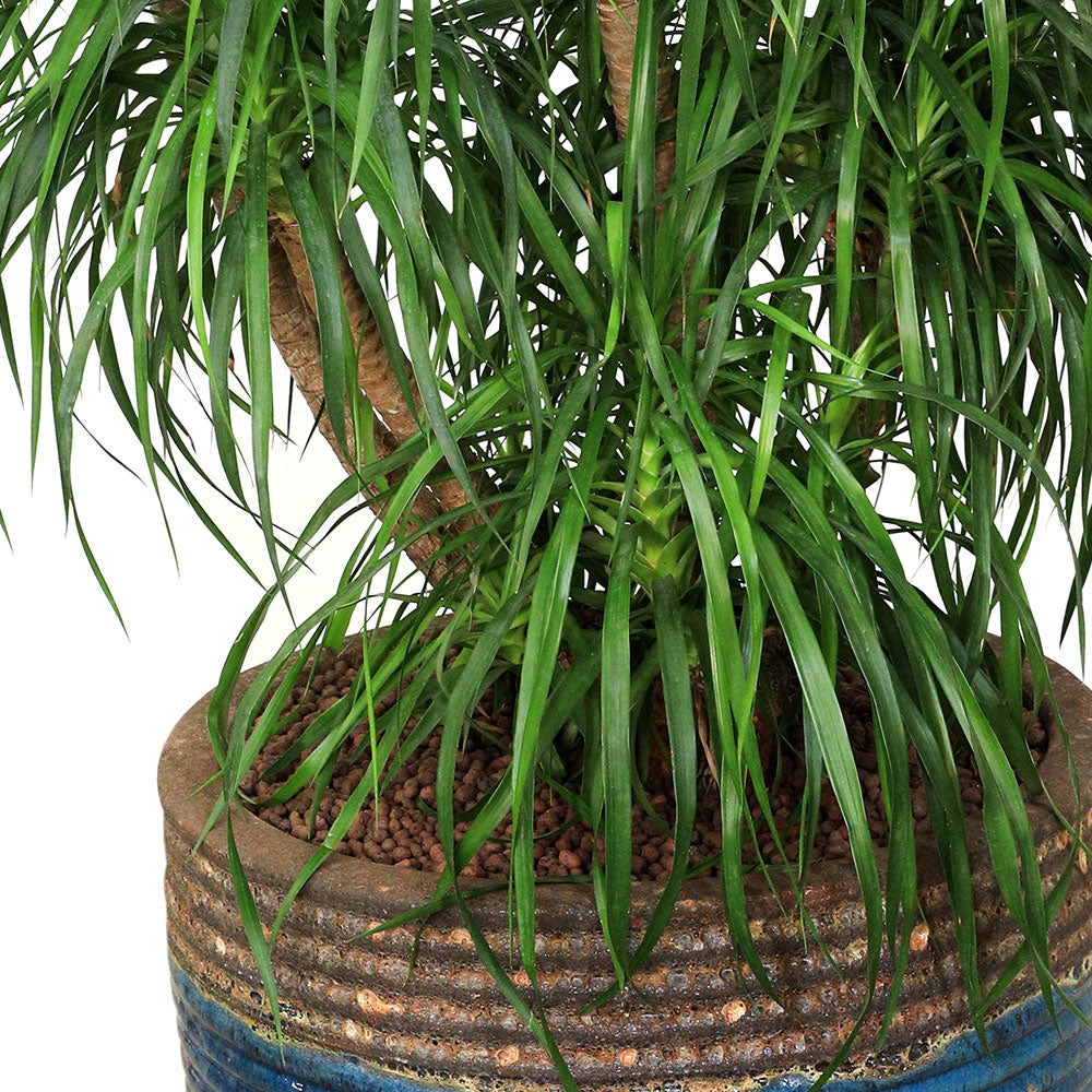 DRACAENA DRACO BRANCHED IN BROWN-GREEN POT -تناغم مثالي بين جمال دراسينا دراكو المتفرعة وأناقة حوض فرانكا بني-أخضر