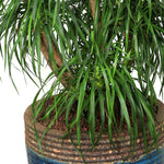 DRACAENA DRACO BRANCHED IN BROWN-GREEN POT -تناغم مثالي بين جمال دراسينا دراكو المتفرعة وأناقة حوض فرانكا بني-أخضر
