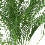 CHRYSALIDOCARPUS LUTESCENS IN MINT-MIST GREEN POT - نخلة الأريكا تجتمع مع فخامة الحوض الرائع