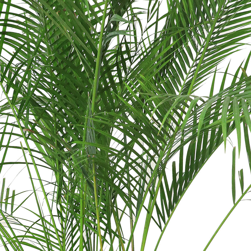 CHRYSALIDOCARPUS LUTESCENS IN MINT-MIST GREEN POT - نخلة الأريكا تجتمع مع فخامة الحوض الرائع