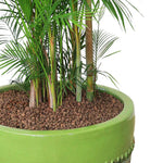 CHRYSALIDOCARPUS LUTESCENS IN MINT-MIST GREEN POT - نخلة الأريكا تجتمع مع فخامة الحوض الرائع