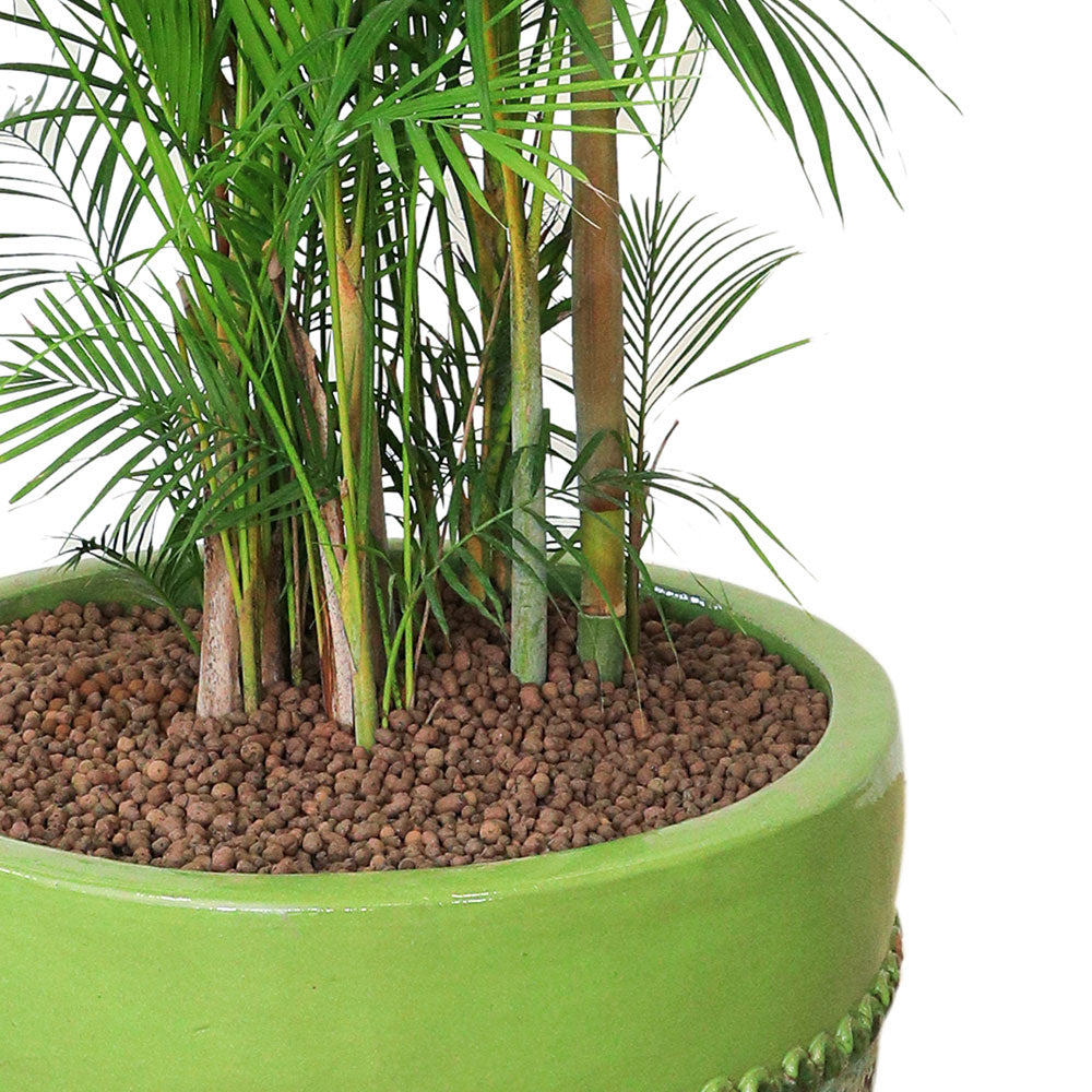 CHRYSALIDOCARPUS LUTESCENS IN MINT-MIST GREEN POT - نخلة الأريكا تجتمع مع فخامة الحوض الرائع
