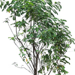 CASSIA SURATTENSIS	كاسيا سوراتانسيس \جلوكا