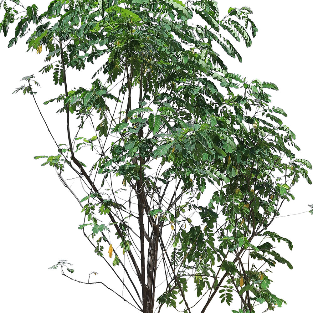 CASSIA SURATTENSIS	كاسيا سوراتانسيس \جلوكا