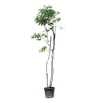 CASSIA SURATTENSIS	كاسيا سوراتانسيس \جلوكا