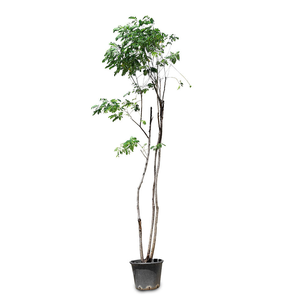 CASSIA SURATTENSIS	كاسيا سوراتانسيس \جلوكا