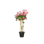 BOUGAINVILLEA TUSCANY LARGE جهنمية (مجنونة) توسكانى