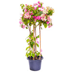 BOUGAINVILLEA TUSCANY LARGE جهنمية (مجنونة) توسكانى