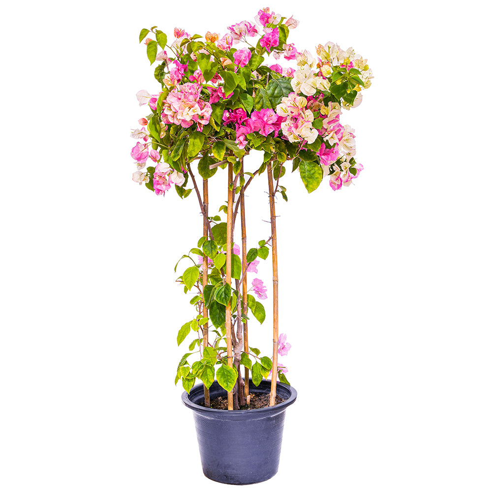BOUGAINVILLEA TUSCANY LARGE جهنمية (مجنونة) توسكانى