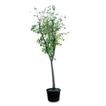 BAUHINIA PURPUREA	بوهينيا البنفسجية