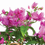 BOUGAINVILLEA MESCOLARE - جهنمية (مجنونة) ميسكولاري