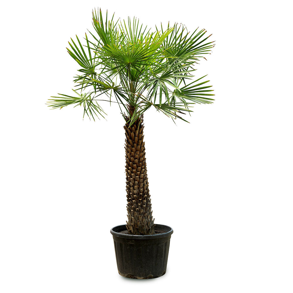 COPERNICIA SINGLE TRUNK 1.5MTR كوبرنيسيا ألبا