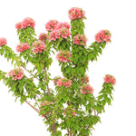 BOUGAINVILLEA CATANIA نبات جهنمية كاتانيا {مجنونة}