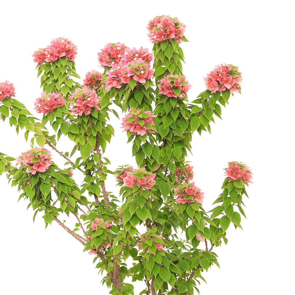 BOUGAINVILLEA CATANIA نبات جهنمية كاتانيا {مجنونة}