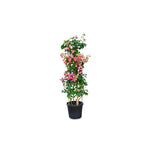 BOUGAINVILLEA TUSCANY LARGE جهنمية (مجنونة) توسكانى