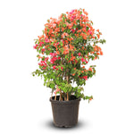 BOUGAINVILLEA SICILY 1 MTR جهنمية (مجنونة) سيسلى