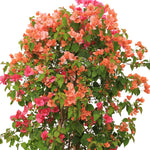 BOUGAINVILLEA SICILY 1 MTR جهنمية (مجنونة) سيسلى