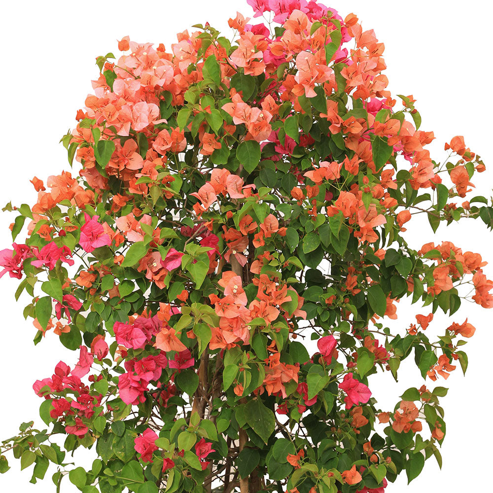 BOUGAINVILLEA SICILY 1 MTR جهنمية (مجنونة) سيسلى