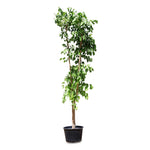 BAUHINIA PURPUREA	بوهينيا البنفسجية