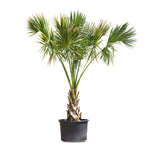 SABAL PALMETTO (سابال بالميتو)