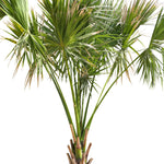 SABAL PALMETTO (سابال بالميتو)