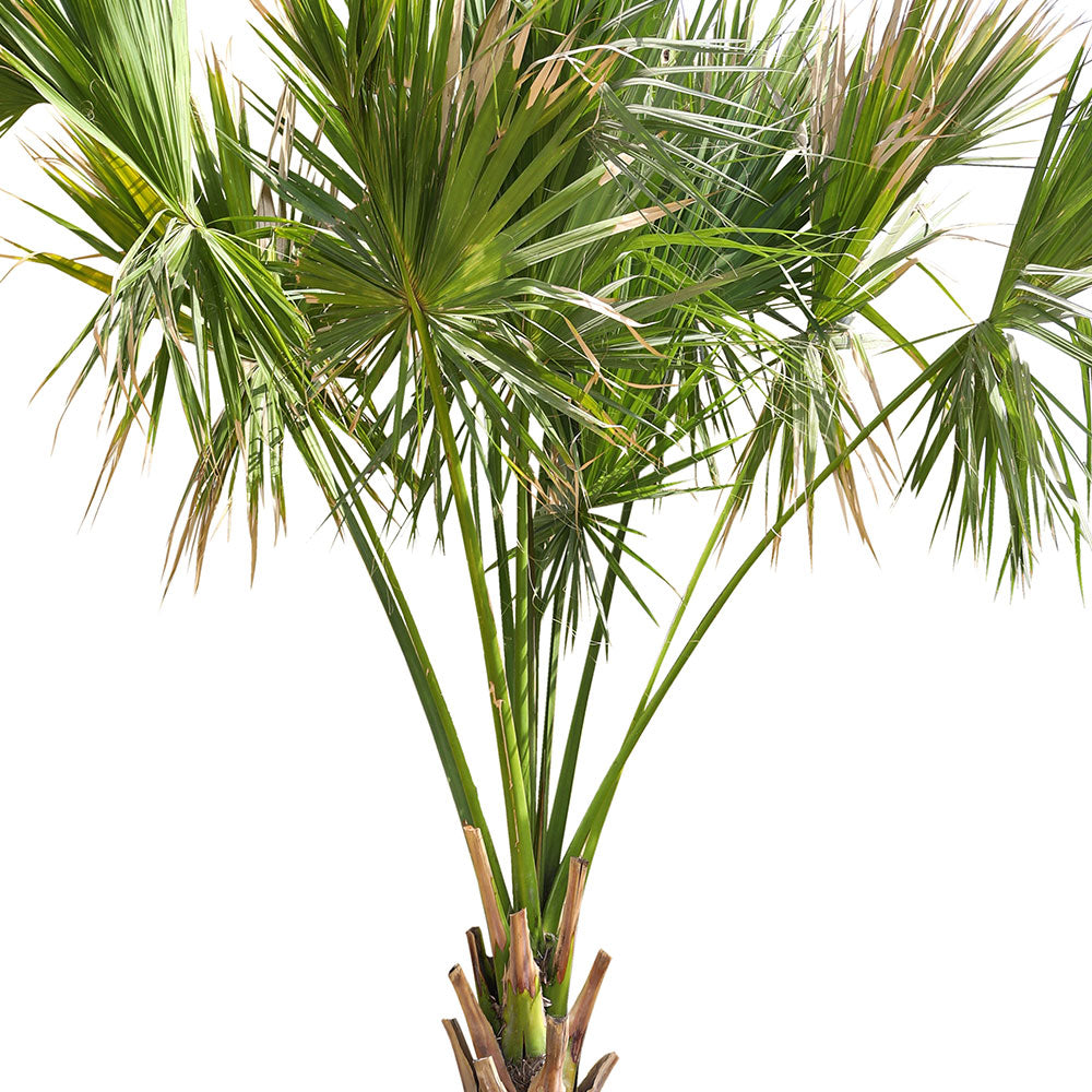 SABAL PALMETTO (سابال بالميتو)