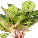 AGLAONEMA RUAY THANG PEE