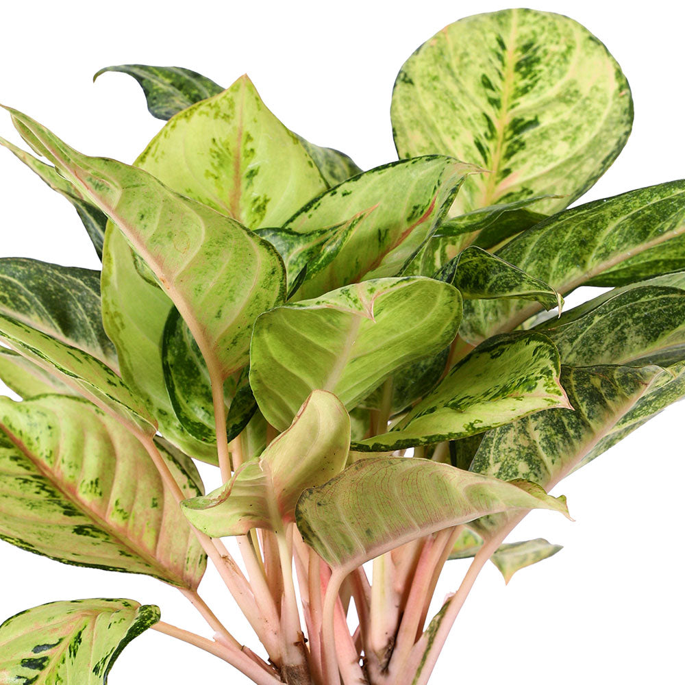 AGLAONEMA RUAY THANG PEE