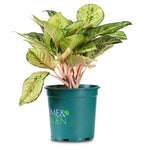 AGLAONEMA RUAY THANG PEE