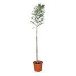 WODYETIA (FOXTAIL PALM) 2-2.5 MTR وديتيا بيفوركاتا