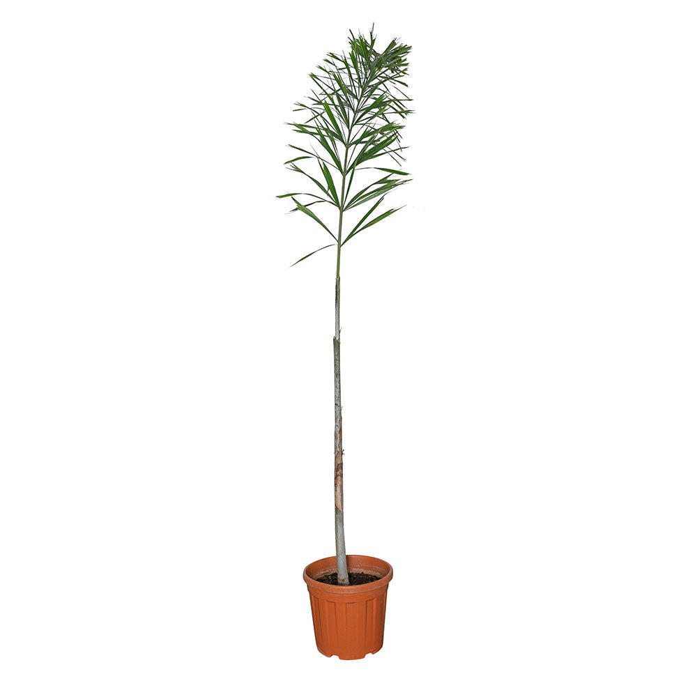 WODYETIA (FOXTAIL PALM) 2-2.5 MTR وديتيا بيفوركاتا