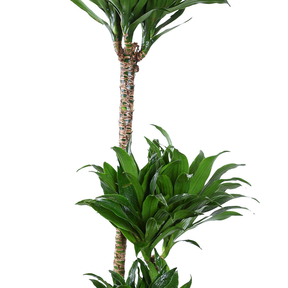 DRACAENA IN ZEIST GREEN CERAMIC PLANTER