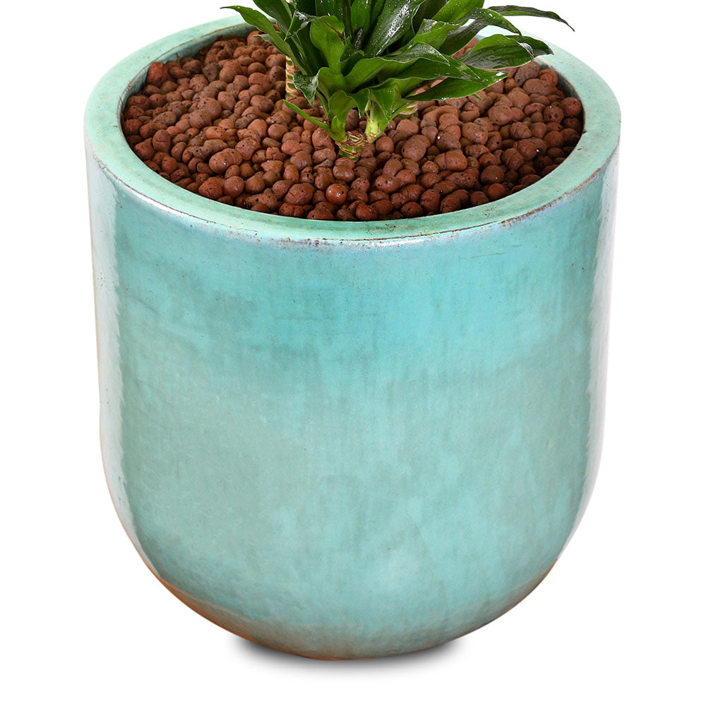 DRACAENA IN ZEIST GREEN CERAMIC PLANTER