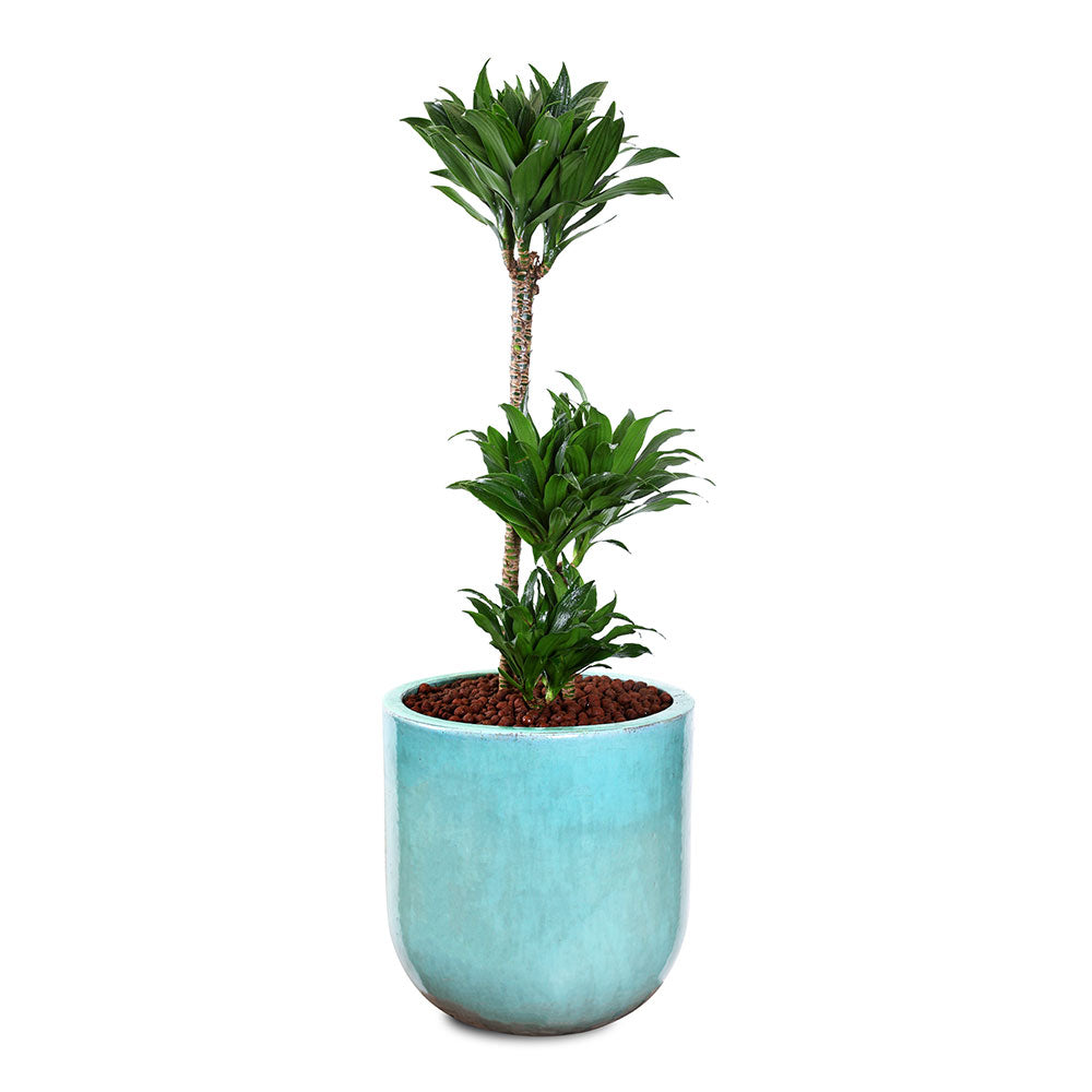 DRACAENA IN ZEIST GREEN CERAMIC PLANTER