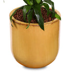 DRACAENA JANET IN ZEIST YELLOW CERAMIC PLANTER
