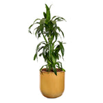 DRACAENA JANET IN ZEIST YELLOW CERAMIC PLANTER