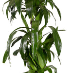 DRACAENA JANET IN ZEIST YELLOW CERAMIC PLANTER