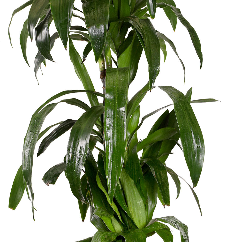 DRACAENA JANET IN ZEIST YELLOW CERAMIC PLANTER