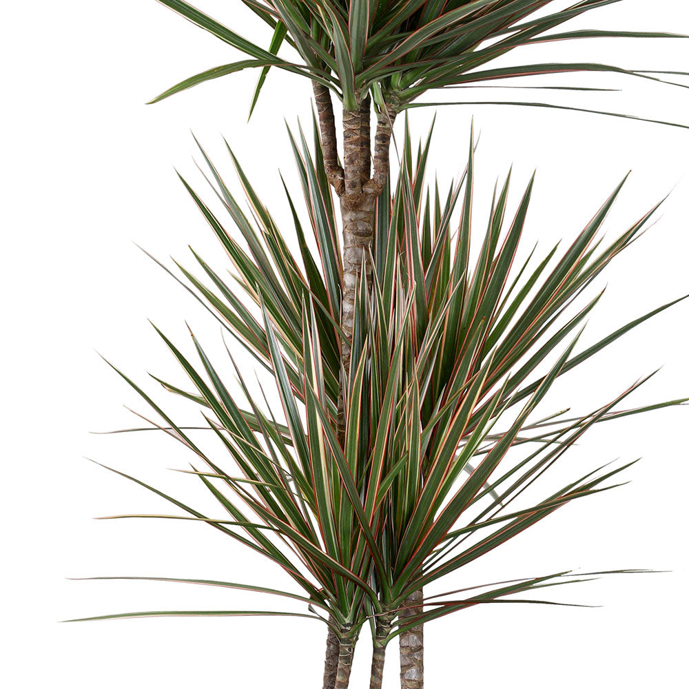 DRACAENA MARG IN ZEIST CREAMY CERAMIC PLANTER