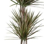 DRACAENA MARG IN ZEIST CREAMY CERAMIC PLANTER