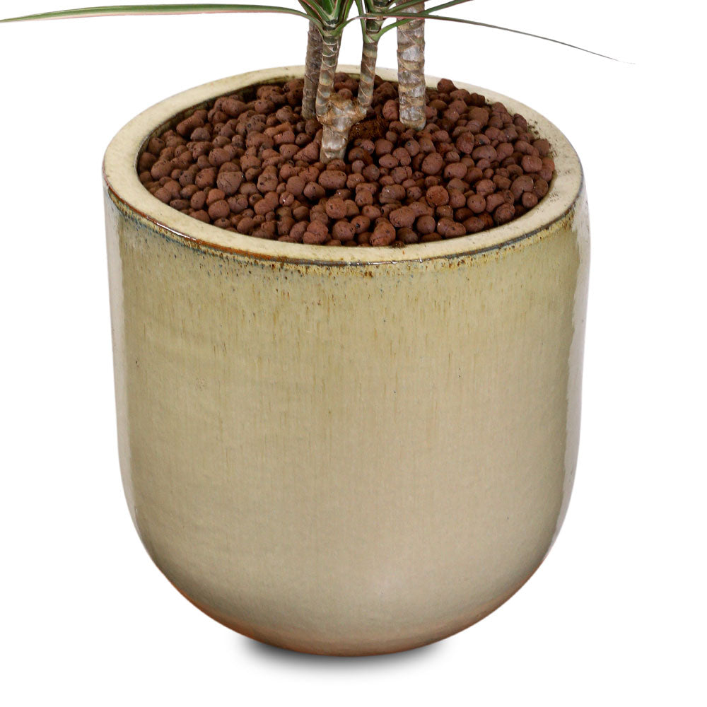 DRACAENA MARG IN ZEIST CREAMY CERAMIC PLANTER