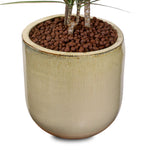 DRACAENA MARG IN ZEIST CREAMY CERAMIC PLANTER